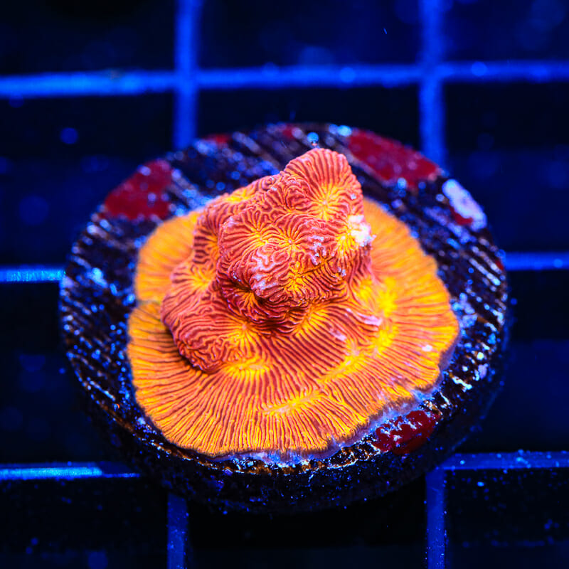 JF Lunar Landing Leptoseris Coral