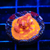 JF Lunar Landing Leptoseris Coral - Top Shelf Aquatics