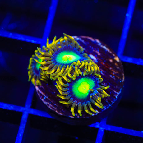 Radioactive Dragon Eye Zoanthids Coral