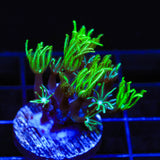 Green Aussie Pipe Organ Coral - Top Shelf Aquatics