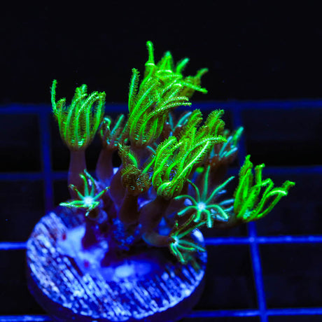 Green Aussie Pipe Organ Coral