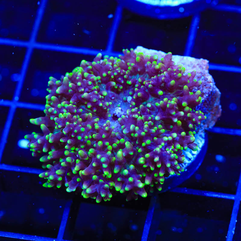 Green Fuzzy Mushroom Coral