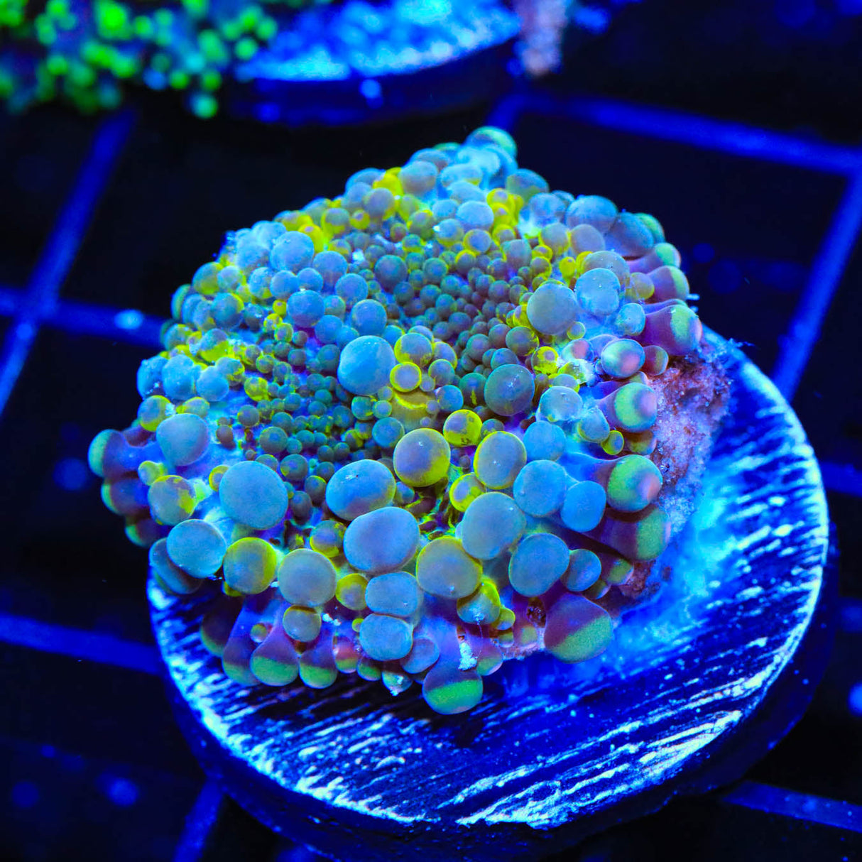 Rainbow Ricordea Coral