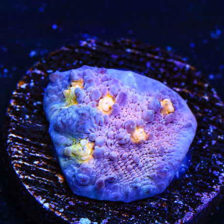 ORA Easter Egg Chalice Coral - Top Shelf Aquatics