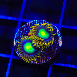 Radioactive Dragon Eye Zoanthids Coral