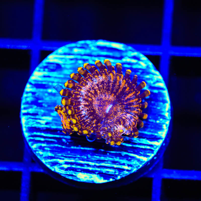 OG Soprano Zoanthids Coral