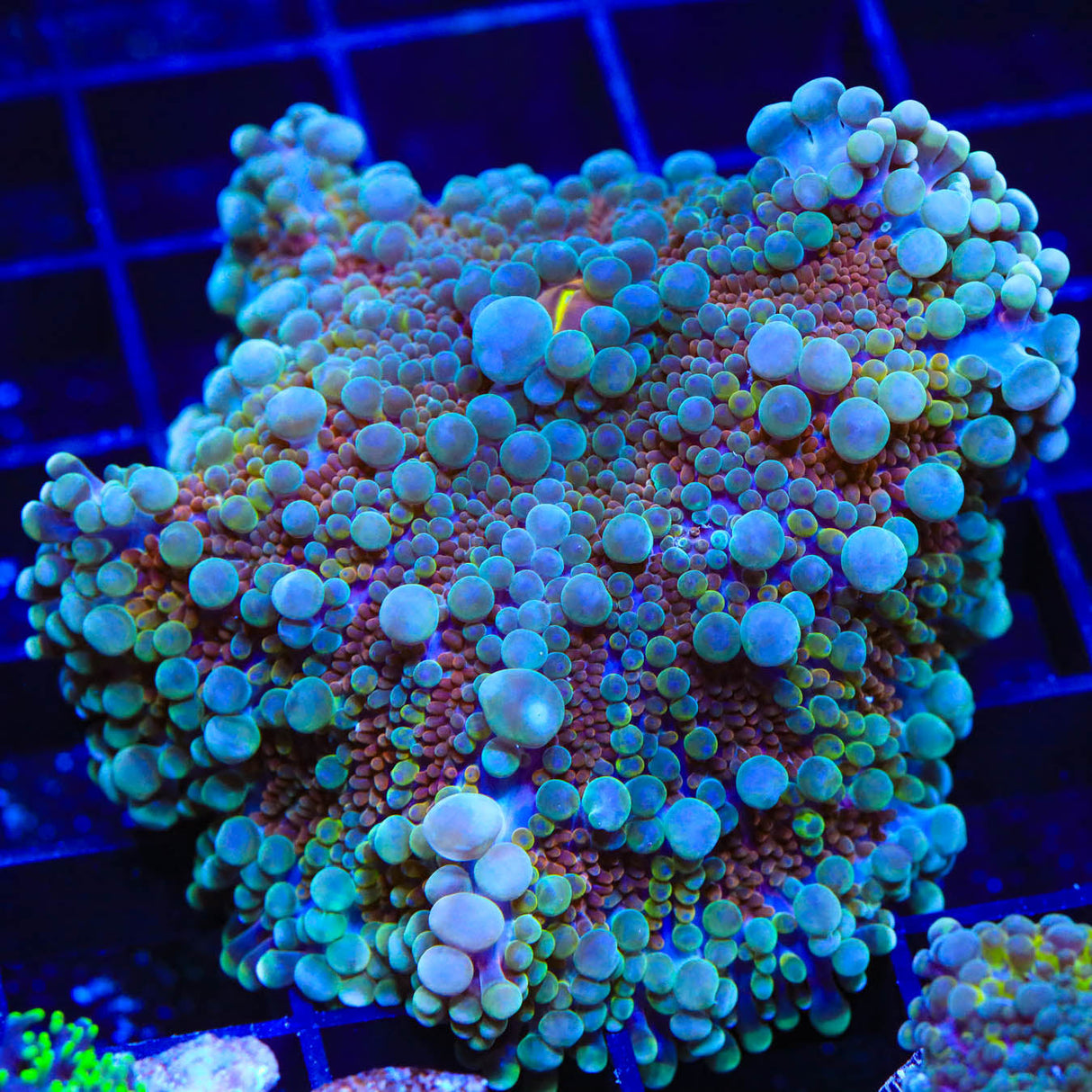 Rainbow Yuma XXL 2 - 3" Mushroom Coral