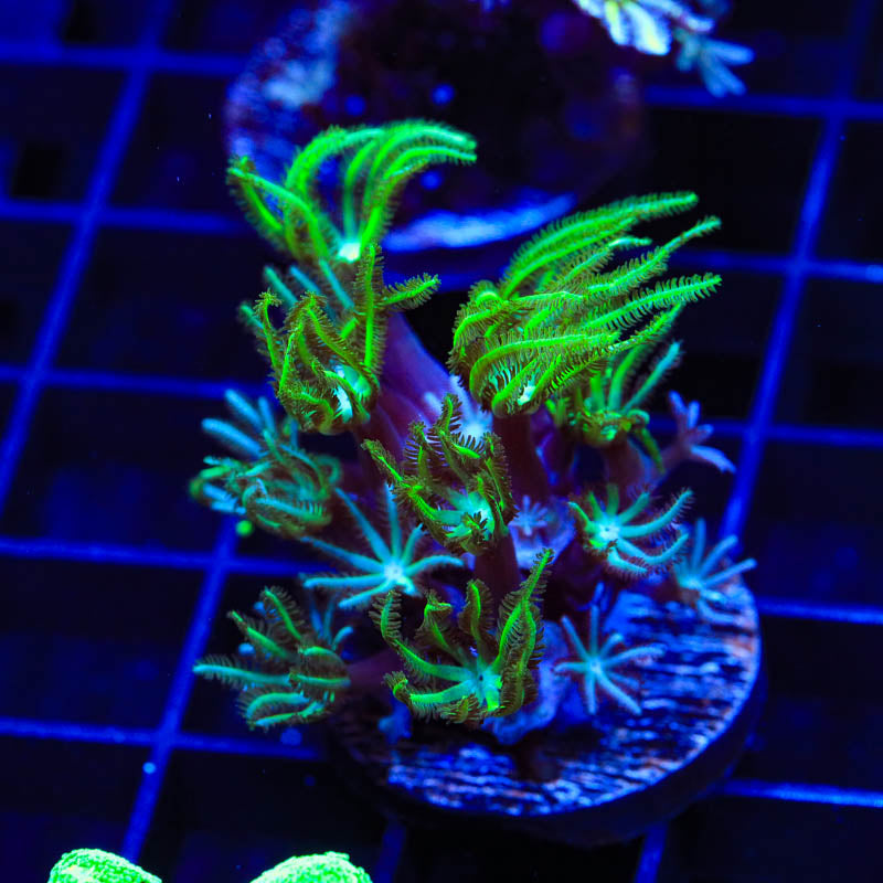 Green Aussie Pipe Organ Coral