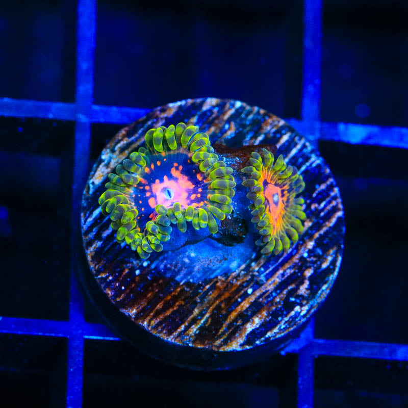 Marvin the Martian Zoanthids Coral