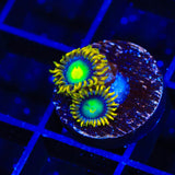 Radioactive Dragon Eye Zoanthids Coral