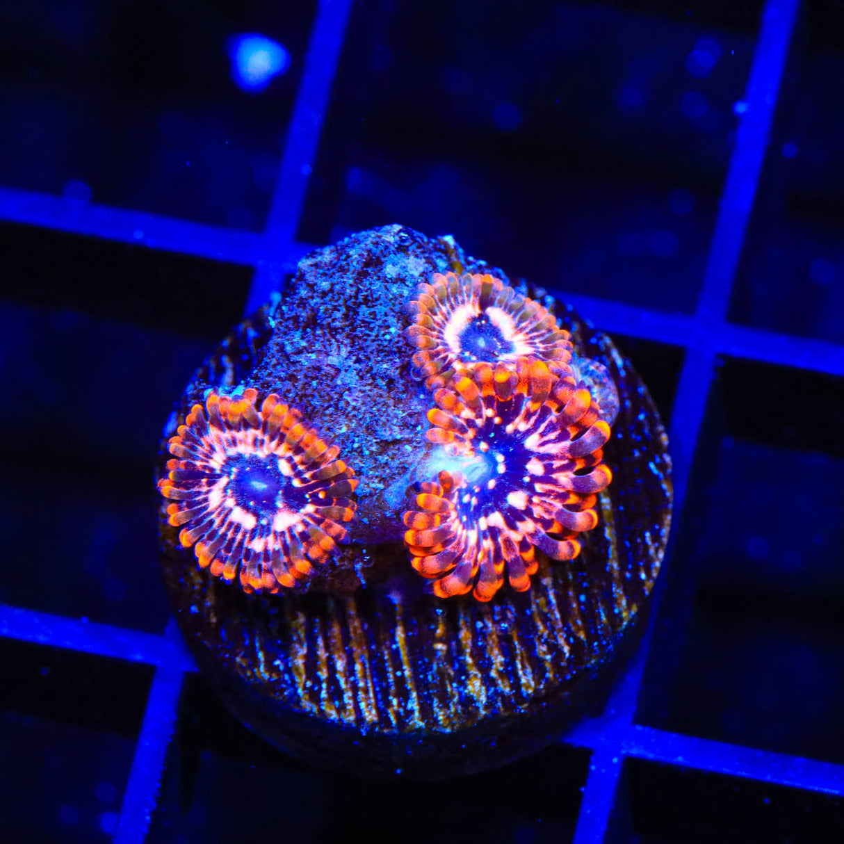 Utter Chaos Zoanthids Coral - Top Shelf Aquatics