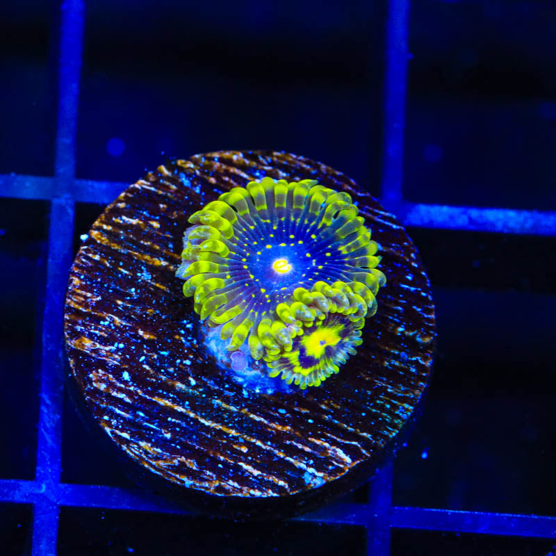 Exosphere Zoanthids Coral