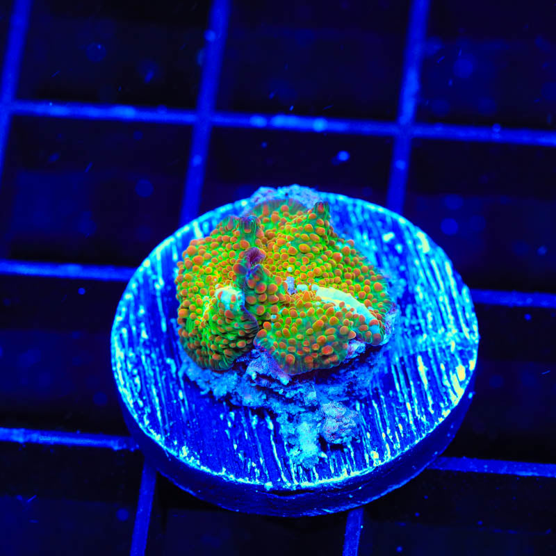 TSA Sprinkled Key Lime Mushroom Coral - Top Shelf Aquatics