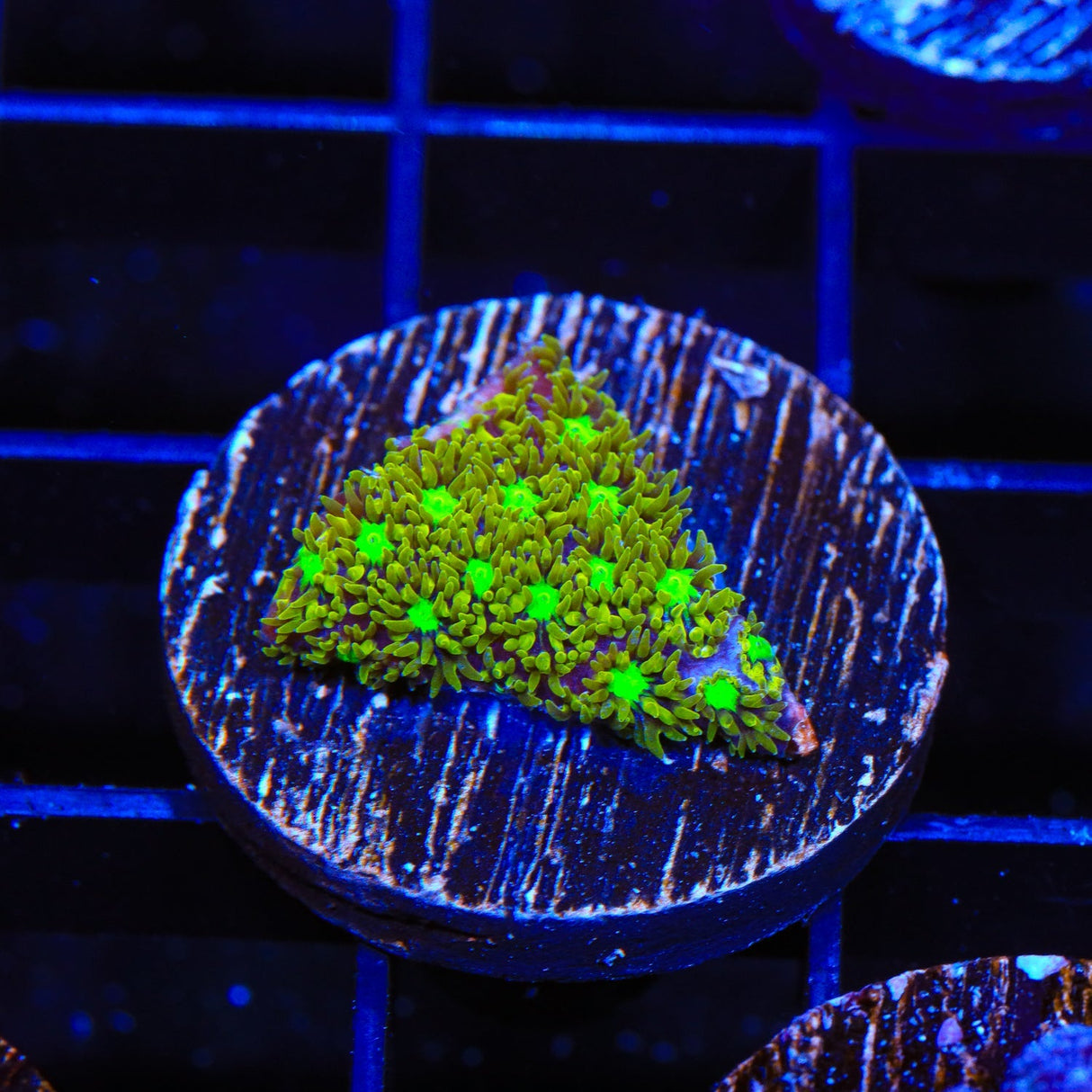 TSA Electric Daisy Leptastrea Coral