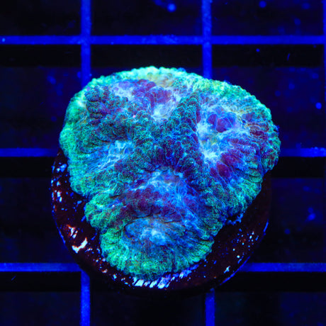 TSA It is Shiney Favia Coral