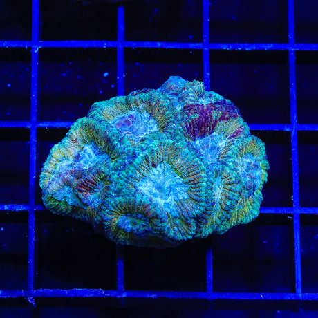 Rainbow Favia Coral