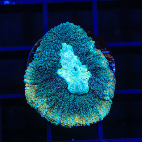 Tidal Wave Favia Coral