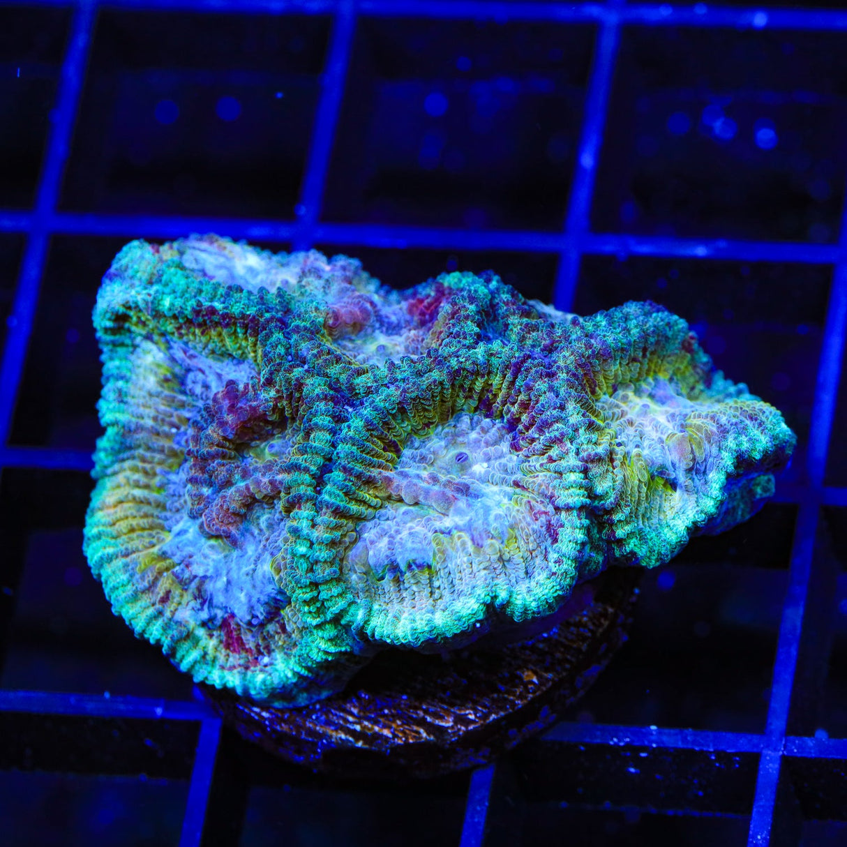 Rainbow Favia Coral