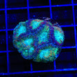 Rainbow Favia Coral