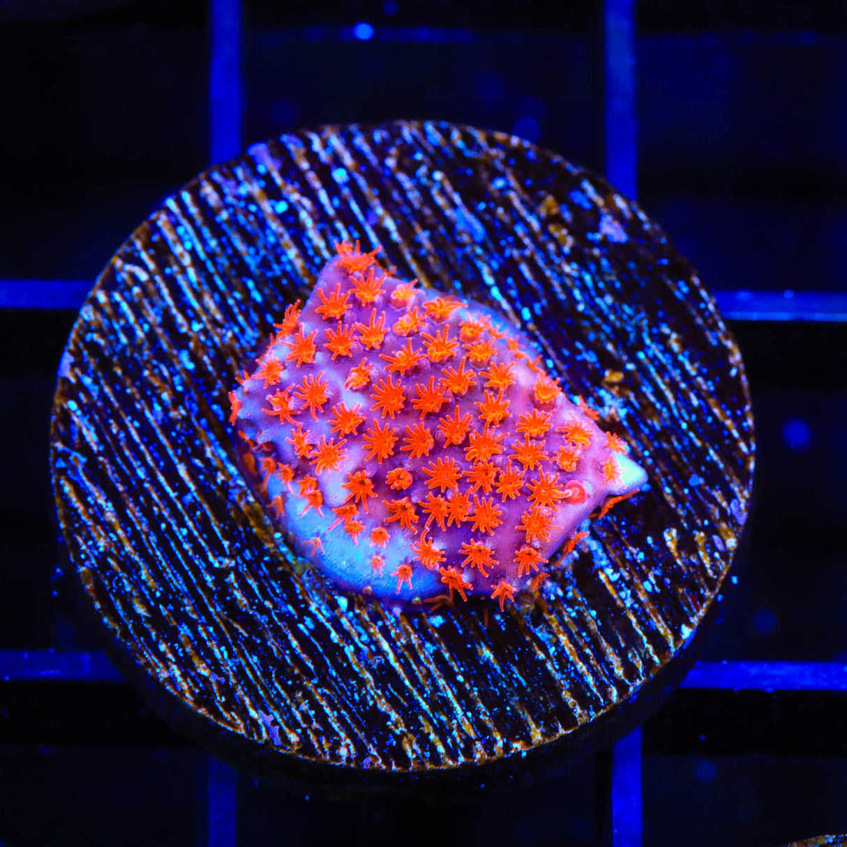 JF Superman Stylocoeniella Coral