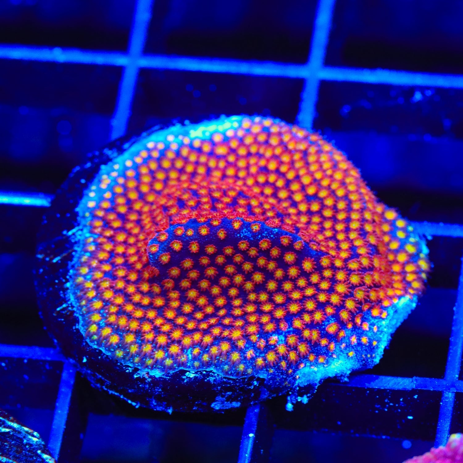 TSA Calcifer Stylocoeniella Coral