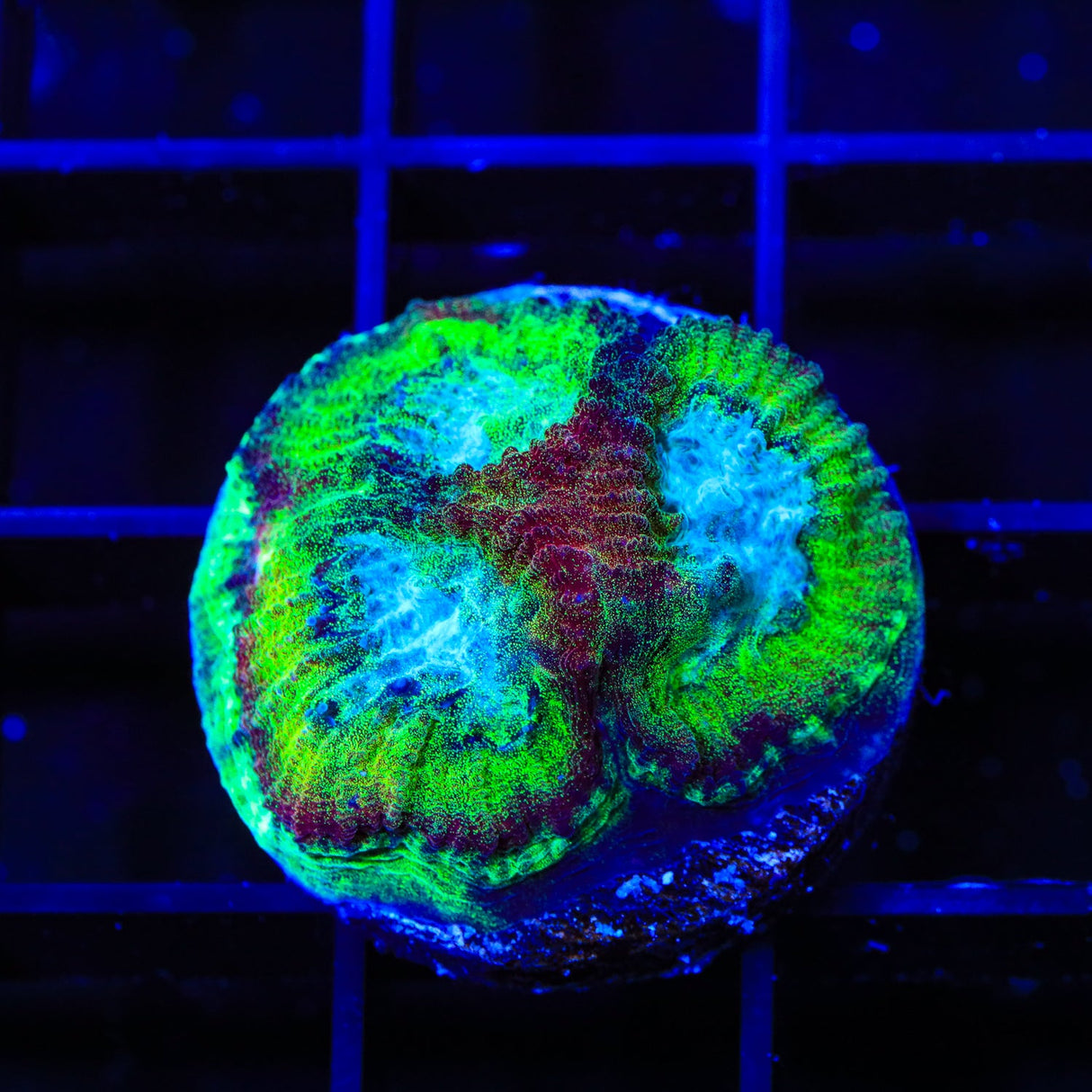 TSA Irish Favia Coral