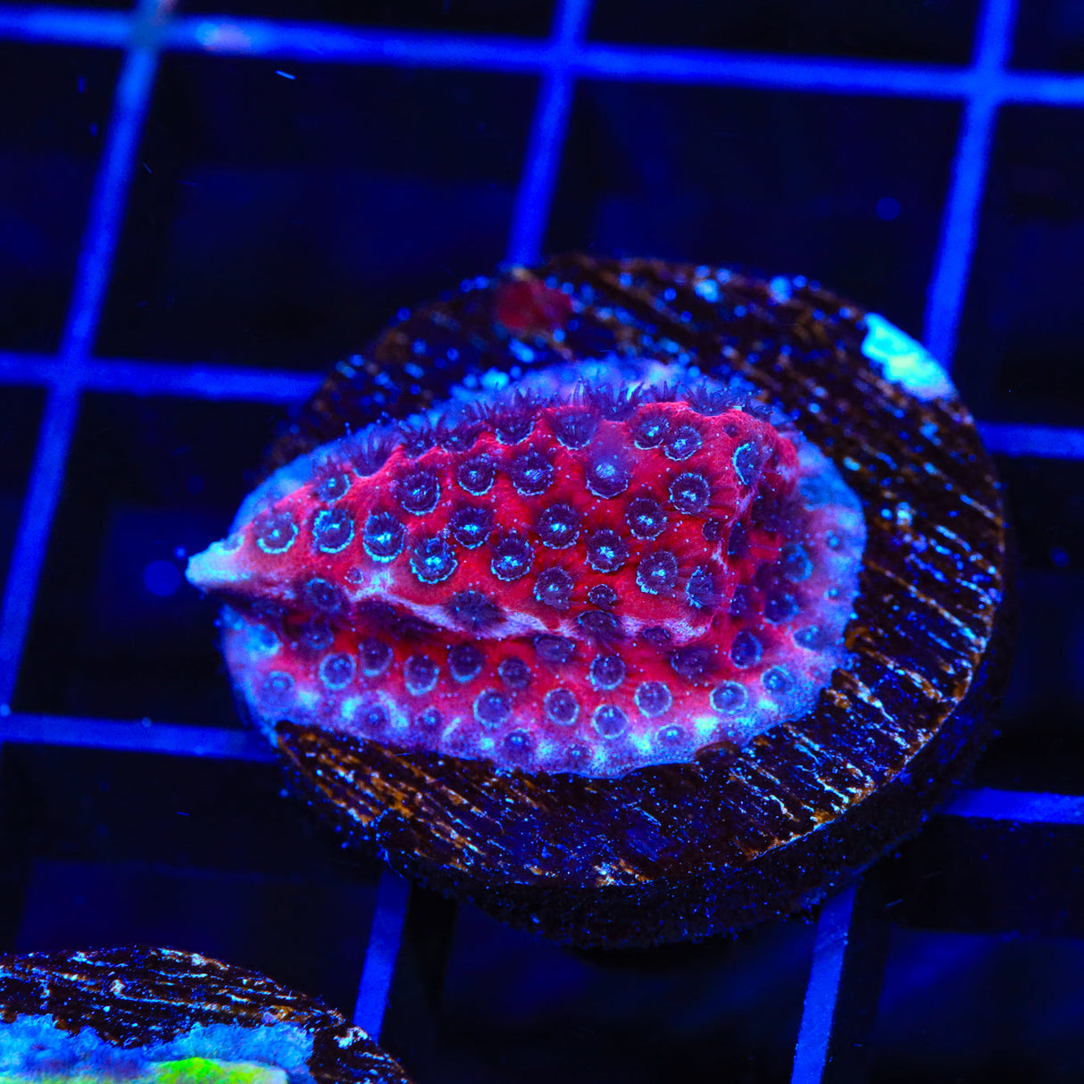 Darth Maul Porites Coral