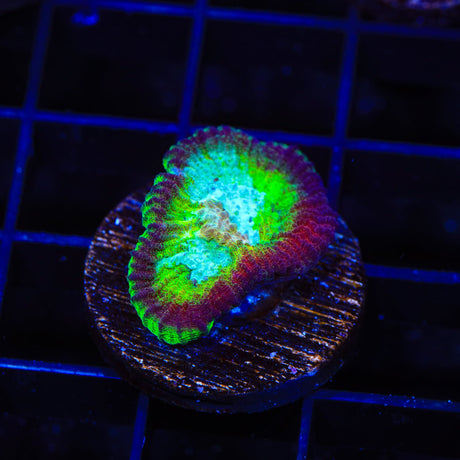 TSA Irish Favia Coral