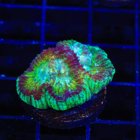 TSA Irish Favia Coral