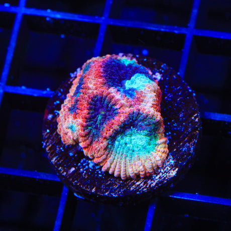 TSA Cherry Berry Favia Coral