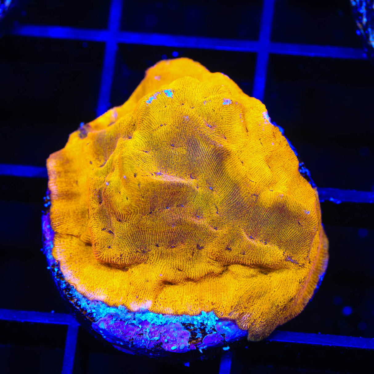 24k Gold Leptoseris Coral