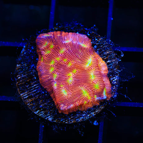 JF Jack O Lantern Leptoseris Coral