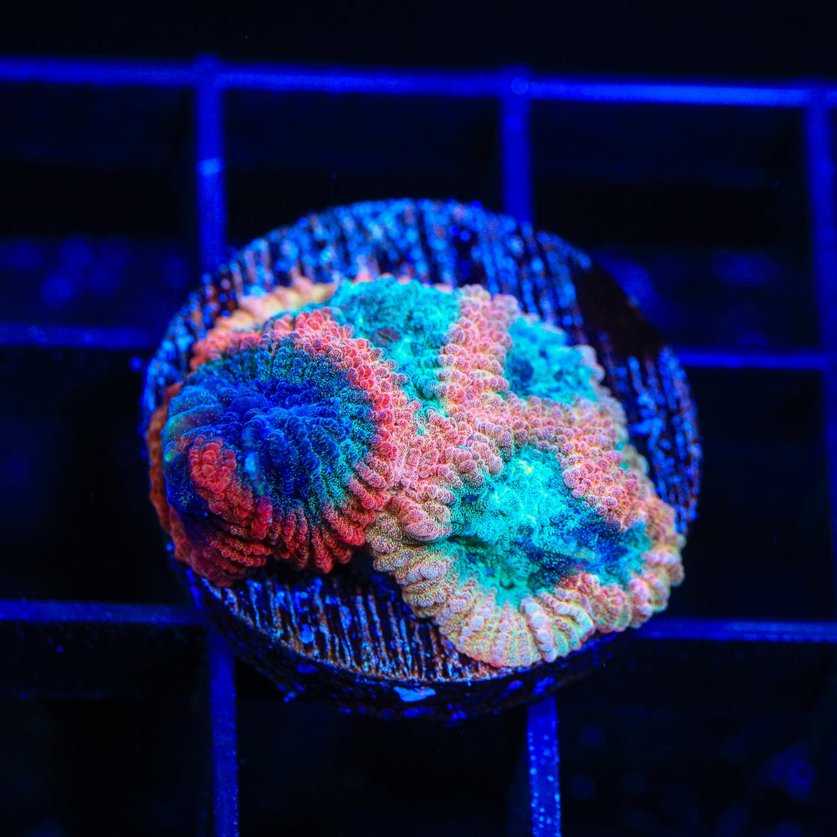 TSA Cherry Berry Favia Coral