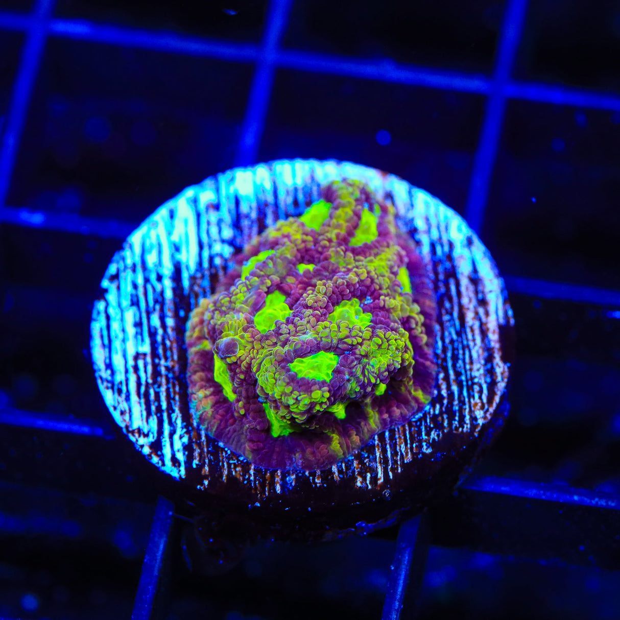 TSA Texas Tornado Favia Coral