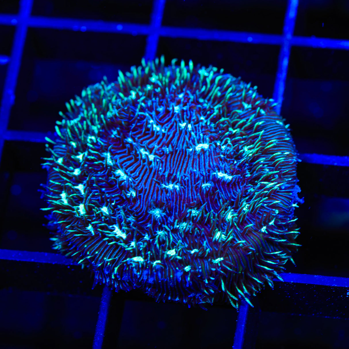 TSA Cloverfield Pavona Coral