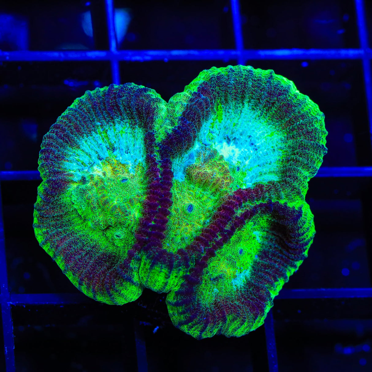 TSA Irish Favia Coral