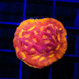 JF Lunar Landing Leptoseris Coral