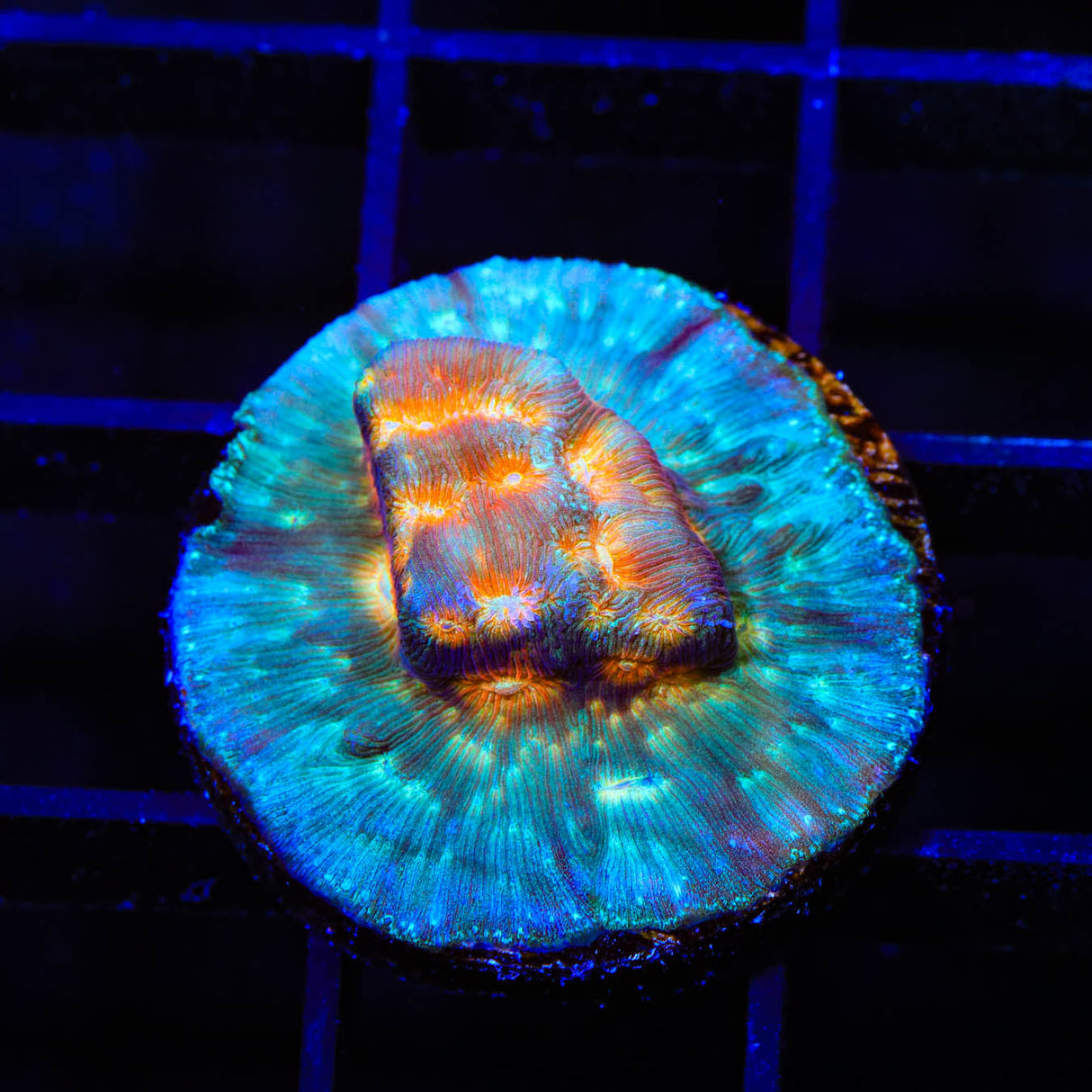 TSA Treasure Island Leptoseris Coral - Top Shelf Aquatics