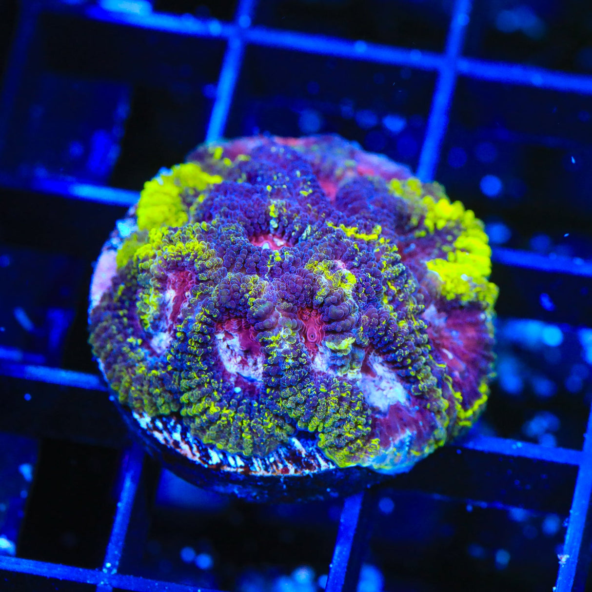 TSA Black Mamba Favia Coral