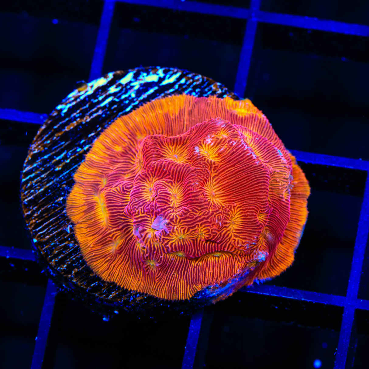 JF Lunar Landing Leptoseris Coral - Top Shelf Aquatics