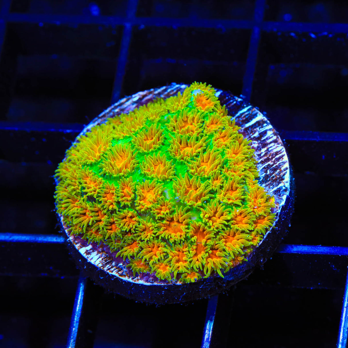 John Deere Leptastrea Coral - Top Shelf Aquatics