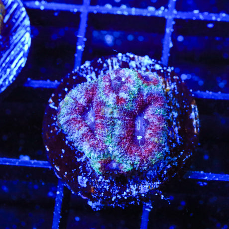 Ultra Acan Coral