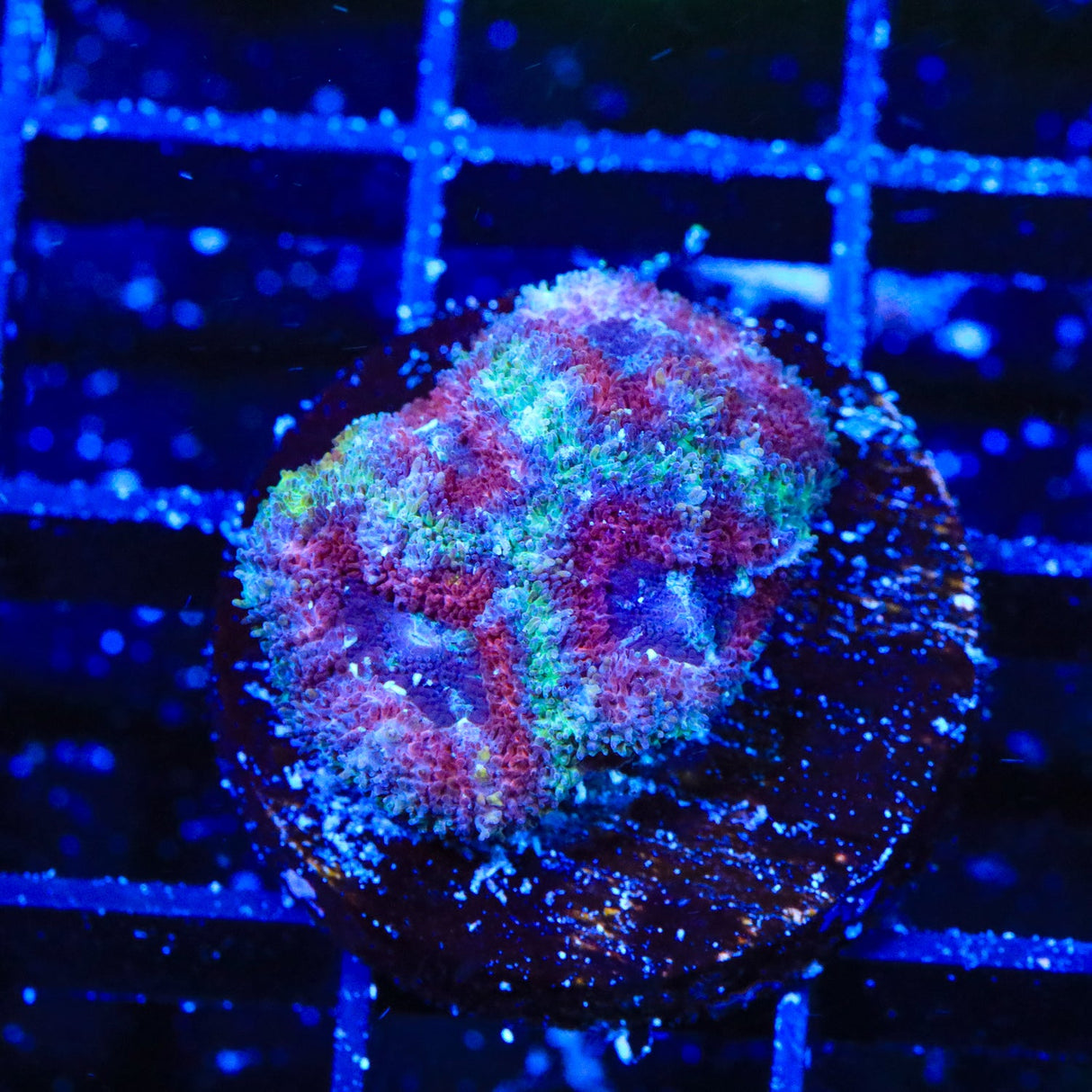 Ultra Acan Coral