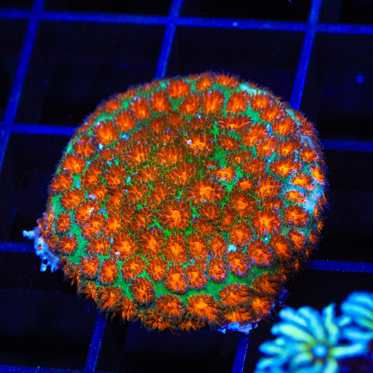 TSA Snowday Pipe Organ Coral
