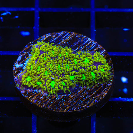 TSA Electric Daisy Leptastrea Coral