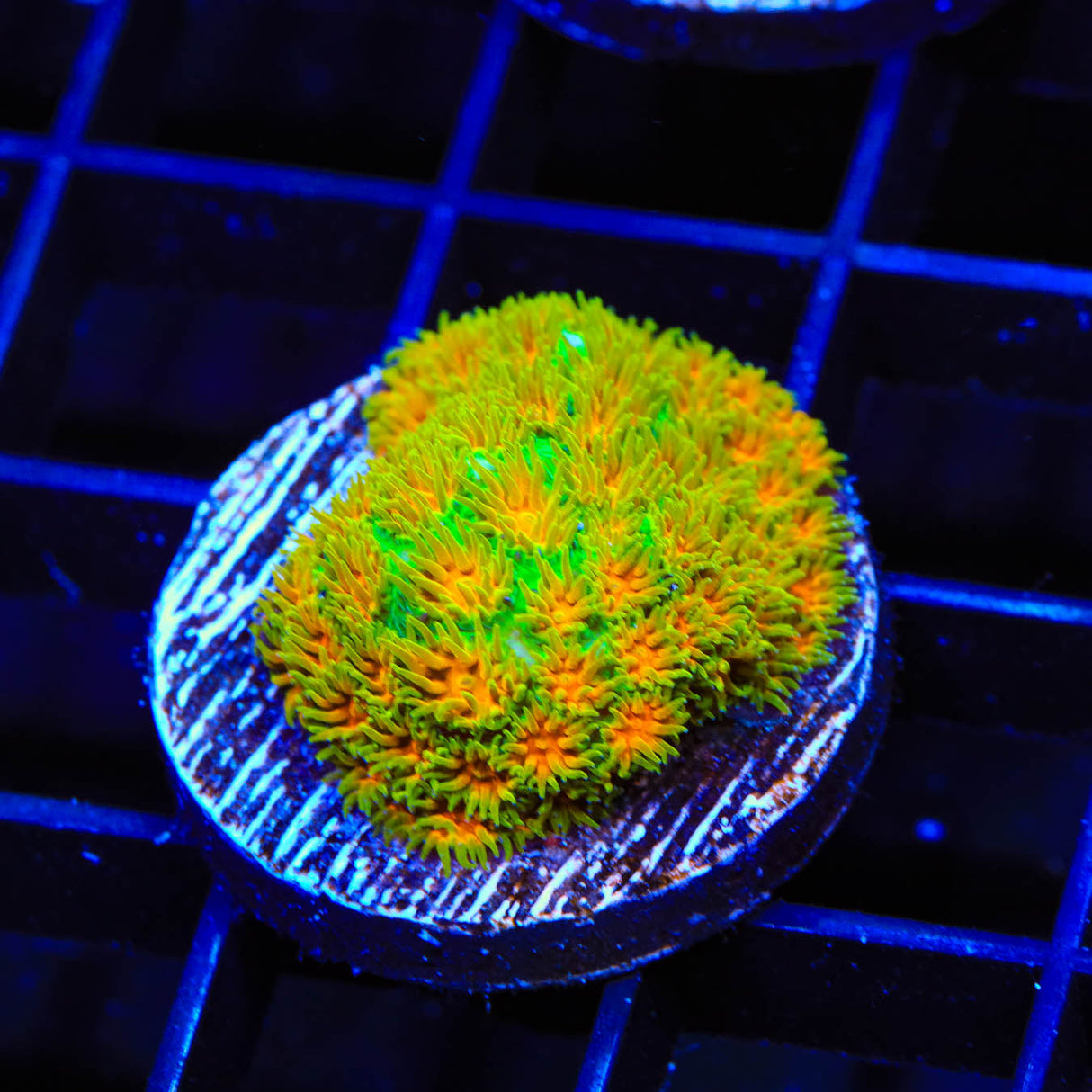 John Deere Leptastrea Coral - Top Shelf Aquatics
