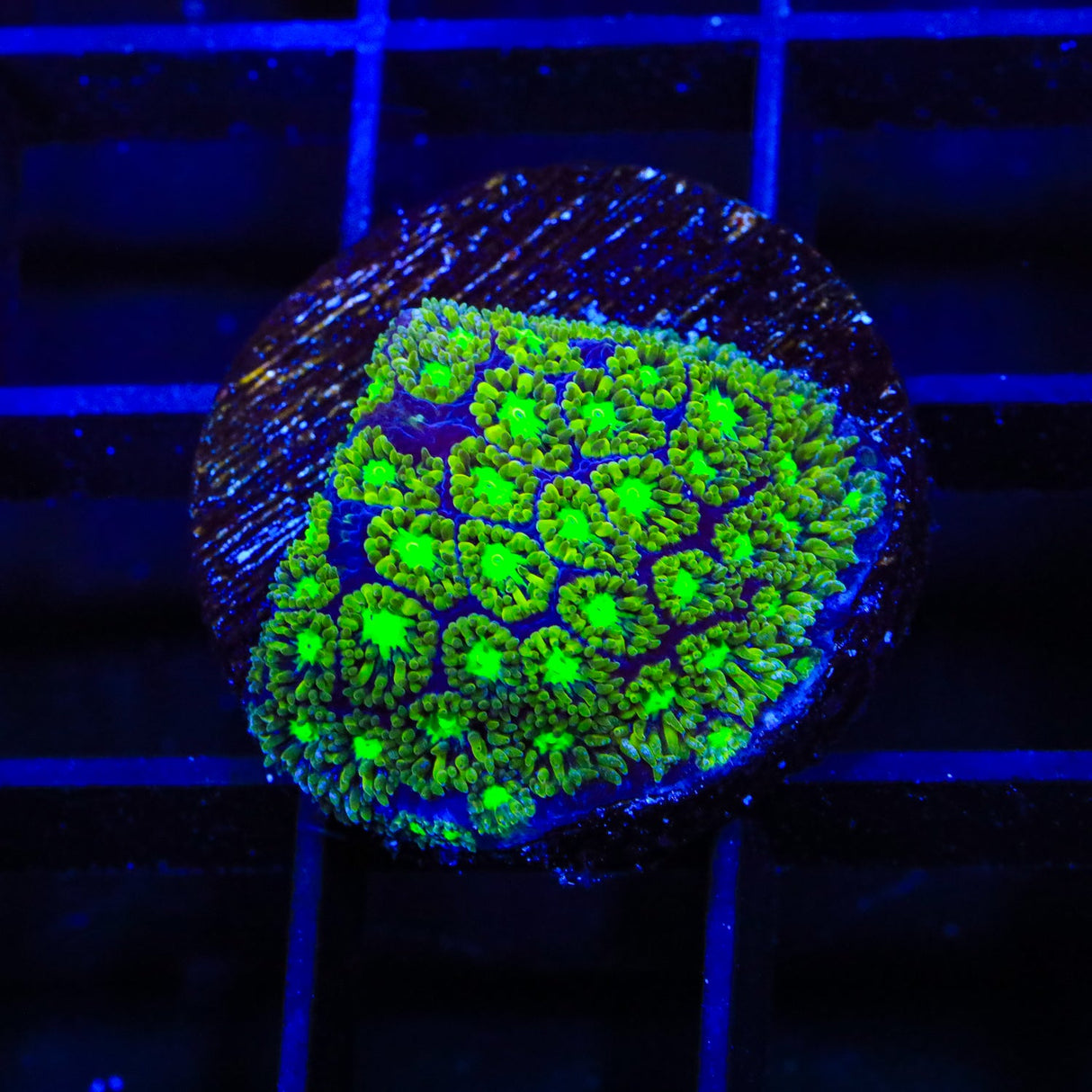 TSA Electric Daisy Leptastrea Coral