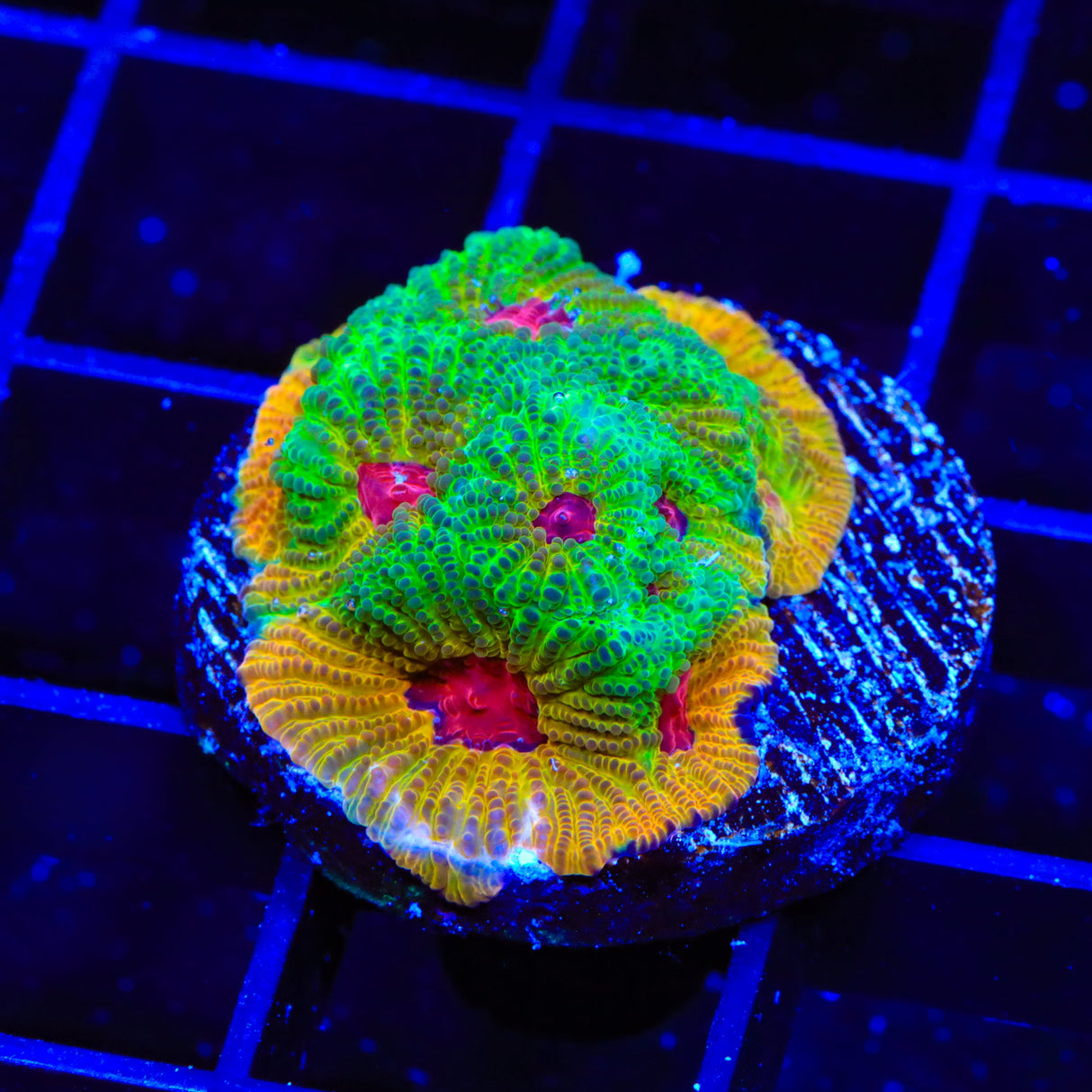 TSA Golden Maze Platygyra Coral