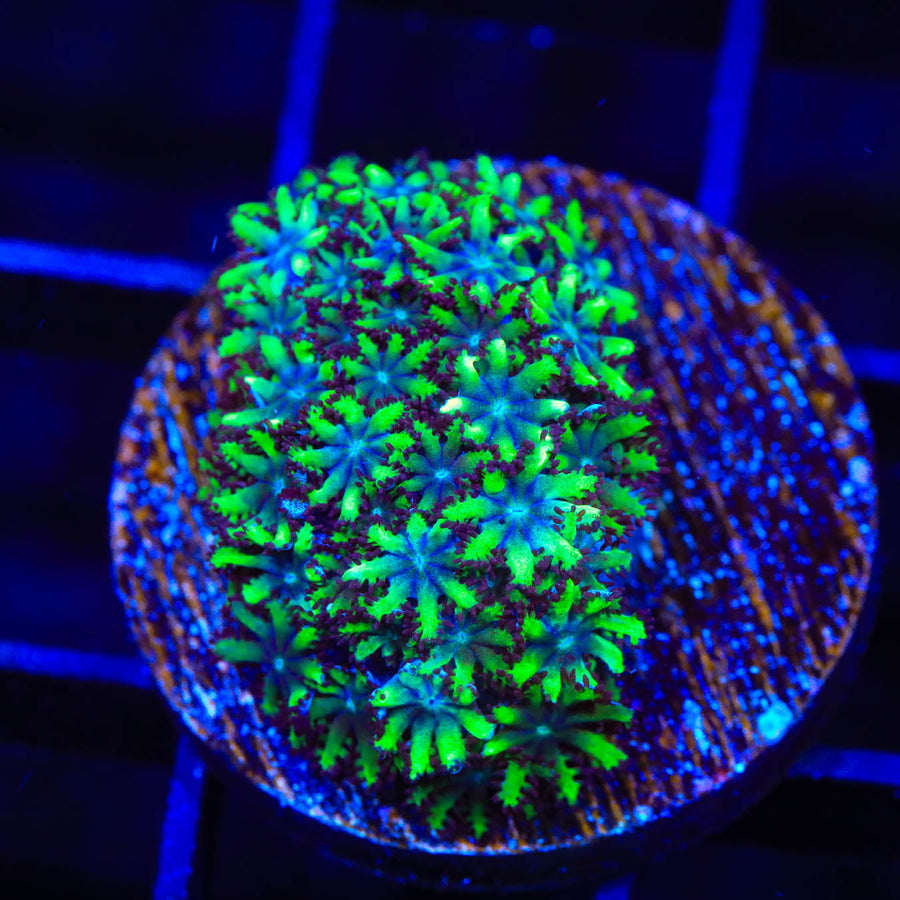 Blue Green Sympodium Coral