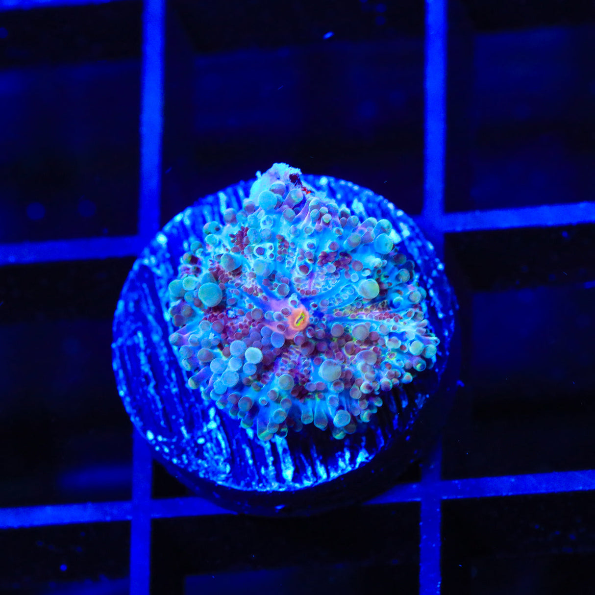 Rainbow Yuma Coral